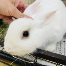 おトイレマスター☆優顔ドワーフホトの男の子💙