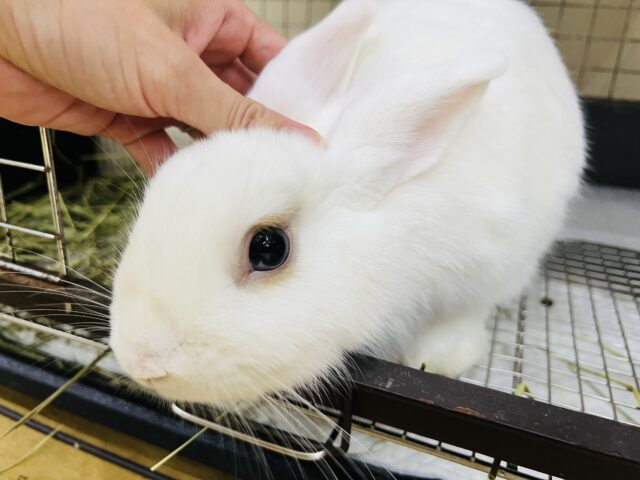 おトイレマスター☆優顔ドワーフホトの男の子💙