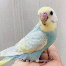 最新画像あります❗️フワフワわたあめちゃん🫧淡くて可愛すぎる💕セキセイインコのパステルレインボー❣️