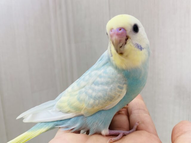 最新画像あります❗️フワフワわたあめちゃん🫧淡くて可愛すぎる💕セキセイインコのパステルレインボー❣️