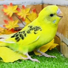 9/24更新☆むっちり♡セキセイインコ（イエローハルクイン）