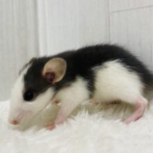 グイグイ駆け寄って来てくれます‼️ファンシーラットのハスキーさん🎀