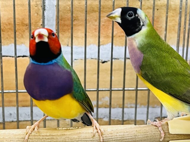 派手派手〜✨コキンチョウペア入舎しました！