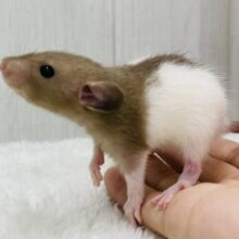 ミルクココアで甘々に🍫❤️ファンシーラットの女の子❗️！