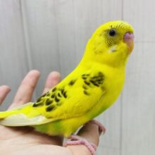 最新画像有ります‼️ピロロ〜と元気いっぱい🌟人気カラーのセキセイインコ黄ハルクイン💛