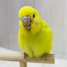 最新画像有ります⭐️鮮やか〜なドレスを纏ってます👗✨セキセイインコのウィング系！！