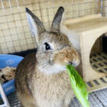 おっとり系です♡ドワーフラビットの女の子♡