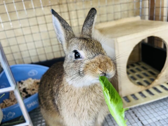 おっとり系です♡ドワーフラビットの女の子♡