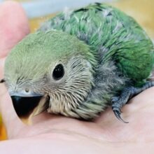 奥深いよ💙小桜インコ（ブルーチェリー）の雛入舎です！