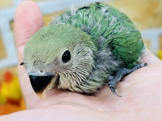 奥深いよ💙小桜インコ（ブルーチェリー）の雛入舎です！