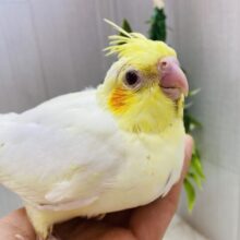 まるまるモチモチたまごちゃん🥚💛オカメインコのルチノー❗️