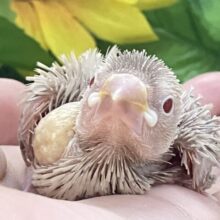 年中無休の𝑯𝒐𝒕𝐦𝐢𝐥𝐤 𝐭𝐞𝐚🫖⟡.*シナモン文鳥(2025年8月生まれ)