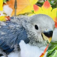 ほわっほわ綿毛まみれ✨小桜インコ（バイオレット）