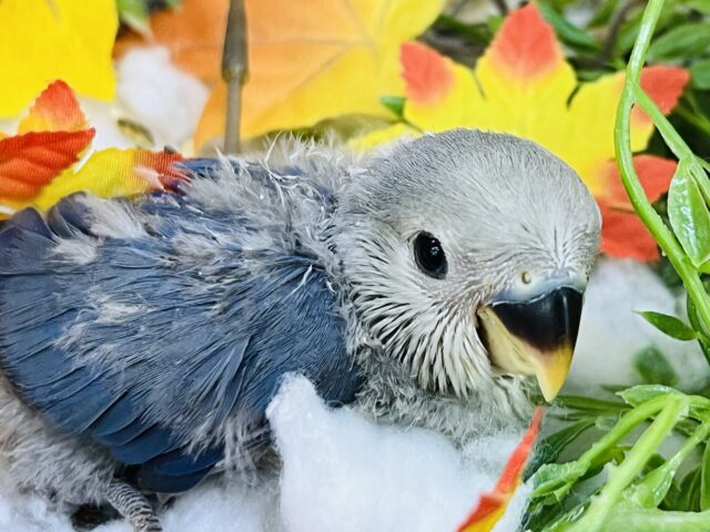 ほわっほわ綿毛まみれ✨小桜インコ（バイオレット）