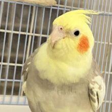 ✨最新画像✨おむおむ🍳卵ﾏｼﾏｼとびきりsmile🌻(๑Ü๑)🌻オカメインコ(シナモンパイド/2025年5月生まれ)