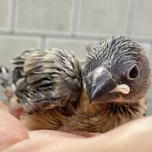 十六夜に輝く🌸*･ひとつの月明かり🌙🖤⟡.·桜文鳥(2025年8月生まれ)