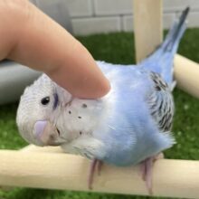 ✨最新画像✨青空に羽ばたくスカイカラー💙セキセイインコ