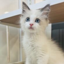 警戒心はどこに忘れてきた…？ラグドールくん！