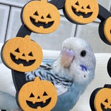 青空ユカイに☁飛び立てJET✈️💨セキセイインコ(ブルーパイド/2025年8月下旬生まれ)