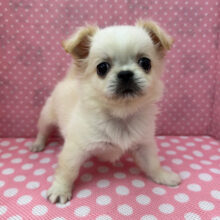 ぶちゃかわ〜❤️ハーフ犬(チワワ✖️ペキニーズ)の女のコきました🌟