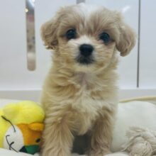 夢にお邪魔してもいい♡？ミックス犬ちゃん(トイプードル×ペキニーズ)