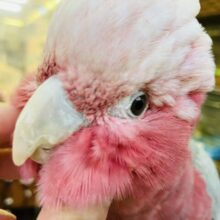 満開の愛嬌🌸♥︎︎∗︎*ﾟ宇宙イチ❢❢ベタなれモモイロインコちゃん💟