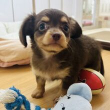 アピールする時は手が出ちゃう！？ミックス犬ちゃん(チワワ×ミニチュアダックス)