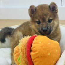 全身で愛の突進かましちゃる♡柴犬ちゃん！