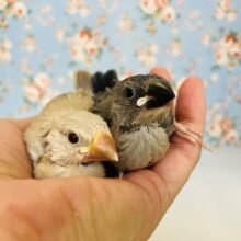 秋うらら🤎🍂シナモン文鳥さん桜文鳥さんヒナちゃん入舎です❢❢