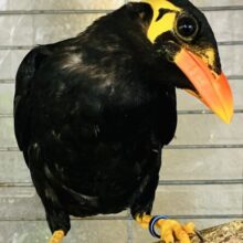 こんにちは🌼九官鳥のキュ~ちゃんです❢❢いっぱいお話してね♬*