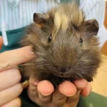 どんどん懐いてくれそうです❤︎* ॑꒳ ॑* かわいいアビシニアンモルモットさん男のコ🌟♂