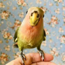人が大~好き❢❢*ˊᵕˋいっぱい遊んでね♩❤︎イチオシコザクラちゃん🦜🐾