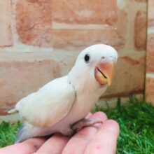 美しいコザクラちゃんがやってきましたよ～🌟　コザクラインコ（パリッドバイオレットシナモン）