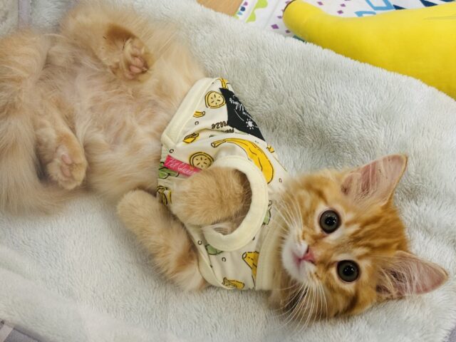 可愛いお顔で猛アタック♥ミヌエットくん！