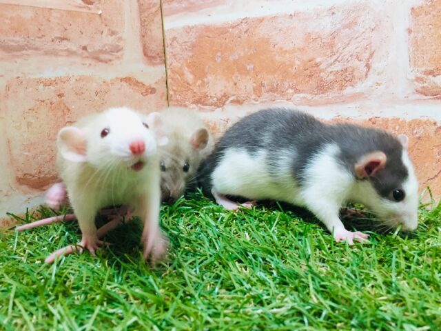 ファンシーラットフェア開催！🔥🔥