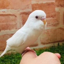 🌟🌟セキセイインコ（アルビノ）🌟🌟