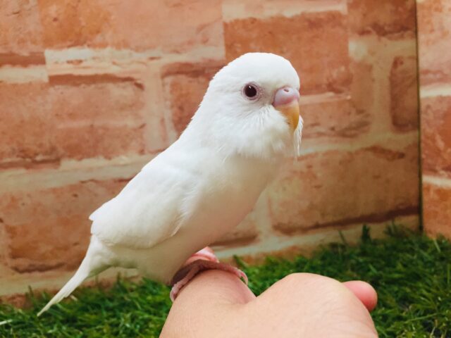 🌟🌟セキセイインコ（アルビノ）🌟🌟