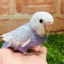 澄み渡る青空カラー💙💙💙　セキセイインコ（スパングル）
