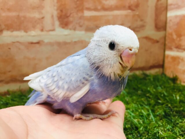 澄み渡る青空カラー💙💙💙　セキセイインコ（スパングル）