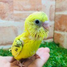 黄色×黒模様💛💛💛　セキセイインコ（ハルクイン）