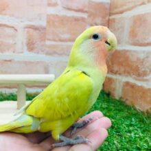 【☆最新画像更新☆】💛💛💛コザクラインコ（シナモン）💛💛💛