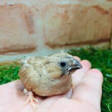 ミニミニ怪獣ちゃん再来！！　キンカチョウ（フォーン）