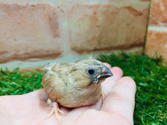 ミニミニ怪獣ちゃん再来！！　キンカチョウ（フォーン）