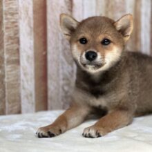 美人な赤柴ちゃん❤️2025年6月23日生まれ　女の子