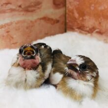 十姉妹ちゃんがやってきましたよ～🎵🎵