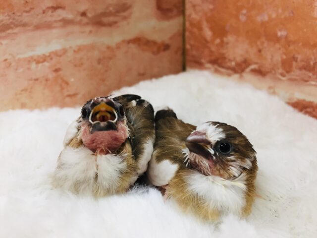 十姉妹ちゃんがやってきましたよ～🎵🎵