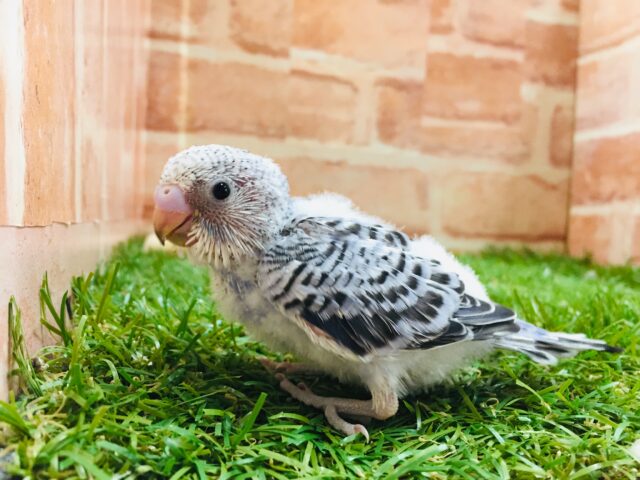 大人気カラー⁉⁉💙💙💙　セキセイインコ（オパーリン）
