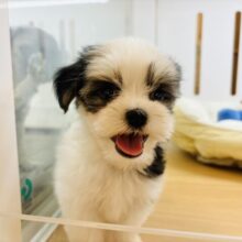 アピールは全力でしないとね🎶ミックス犬ちゃん(マルチーズ×シーズー)