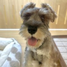 もしゃもしゃ‪‪𓂃 𓈒𓏸◌‬シュナウザー男の子