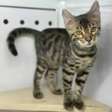 9/7最新📷綺麗な模様のベンガルちゃん🤎2025年5月3日生まれ　女の子